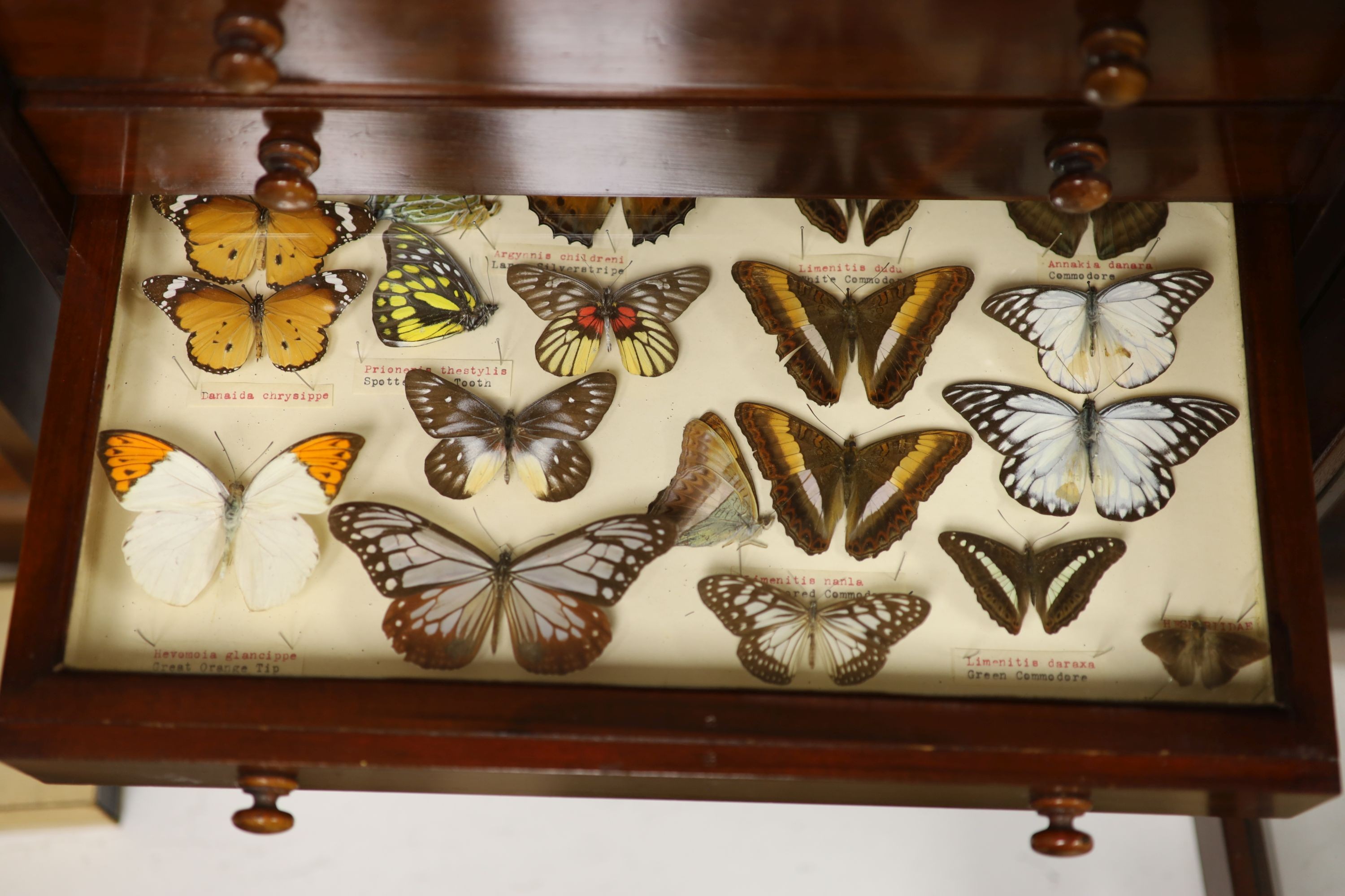 Victorian mahogany display collector’s cabinet of Asian moth and butterfly specimens, eight drawers, label for Janson & Sons, Gt, Russell St. London, 56cm high, 46cm wide